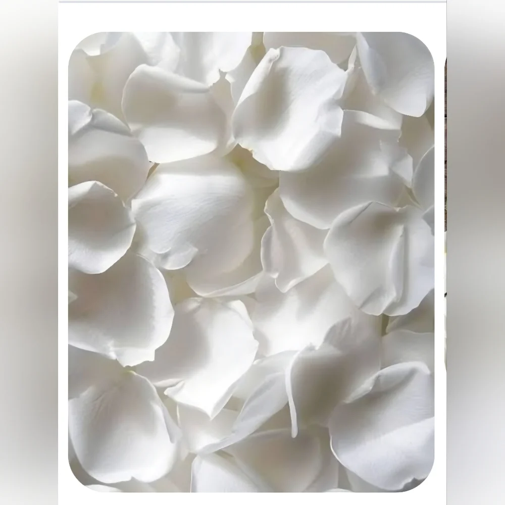 NEW ELEGANT LARGE DECORATIVE ARTIFICIAL WHITE ROSE PETALS 1000 PIECE PACKAGE